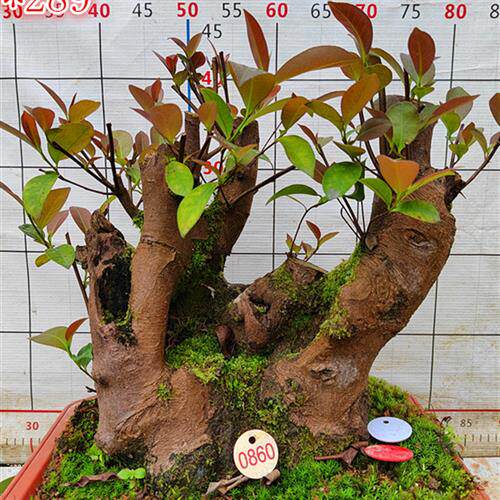 精品乌饭吊茄子小老桩树桩盆景熟桩水果树庭院室内防辐射阳台绿植