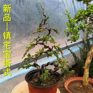 地柏迎客松盆景盆栽造型树苗素材苗庭院室内花卉植物老桩苗悬崖松