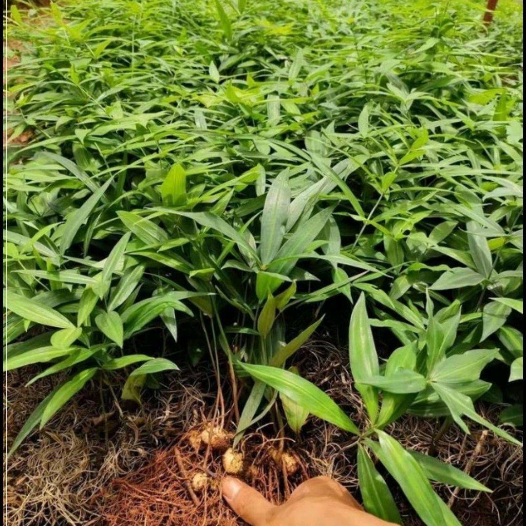 黄精种植苗多头种芽深山现挖新鲜种苗芽种四季鸡头根甜黄精老虎姜