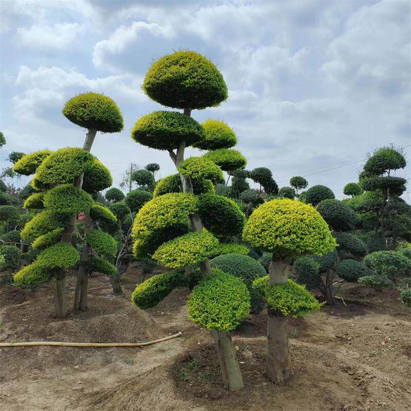亮晶小叶女贞造型树球形苗庭院别墅绿化围墙植物观叶四季常青苗木