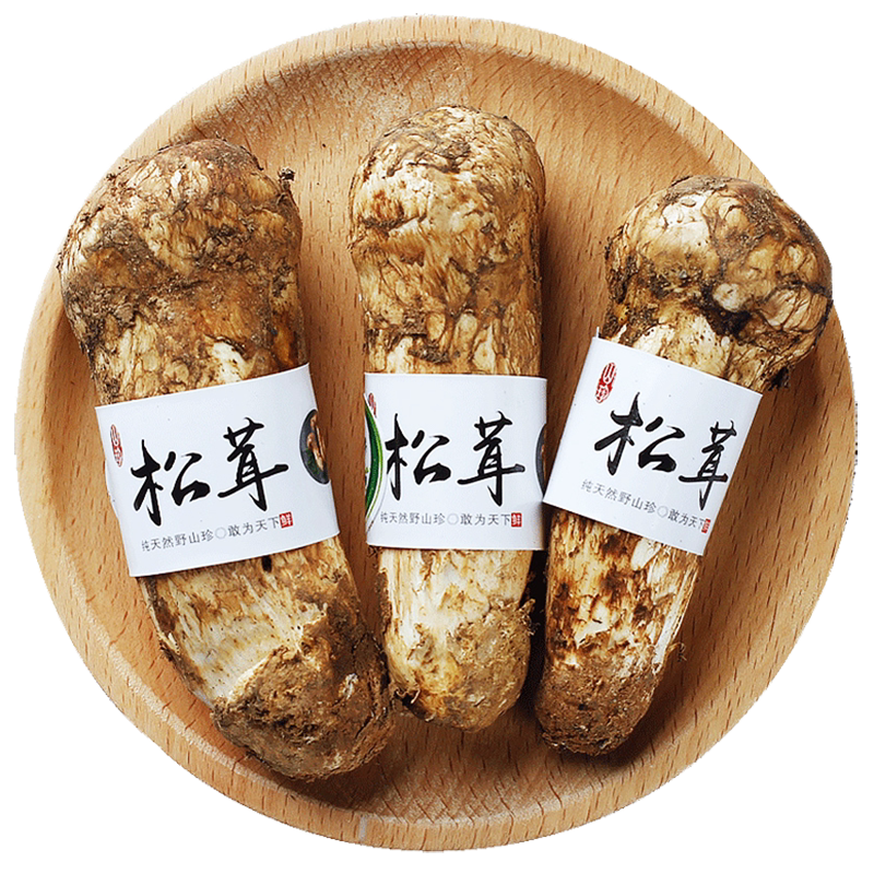 2026香格里拉新鲜松茸纯野生菌菇精品未开伞中秋礼盒多地-次日达
