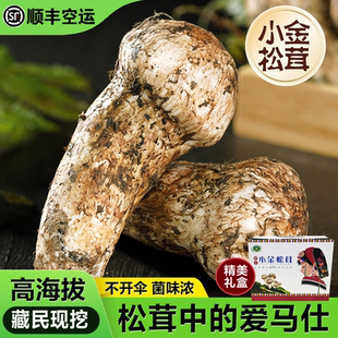 正宗阿坝州小金县松茸新鲜野生未开伞精品送礼级藏地直发虫草菌菇