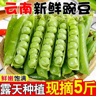 云南新鲜豌豆5斤现摘带荚壳青水果甜豌豆角农家时令蔬菜整箱包邮