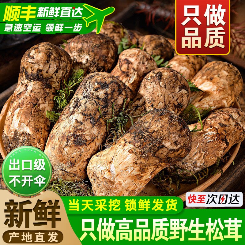 2026云南香格里拉新鲜松茸野生精品未开伞中秋礼盒空运官方旗舰店