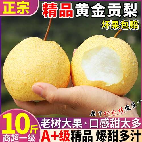 9斤精品陕西贡梨雪梨水果新鲜包邮香梨大果梨子当季现摘现发孕妇