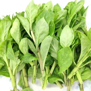 新鲜枸杞芽枸杞尖养生蔬菜 清肝明目酒店农庄特色专用野菜500g