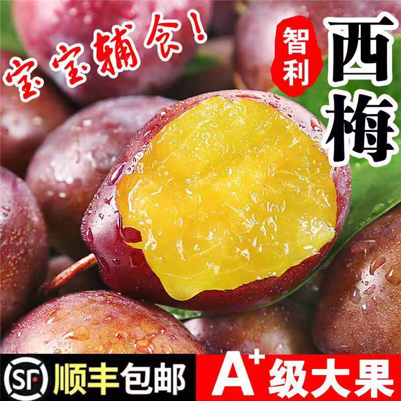 2025新鲜现摘西梅5斤新鲜水果当季甜李子孕妇黑脆布林整箱