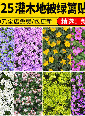 园林灌木地被花卉绿篱高清无缝紫色花丛植被花海PS彩平图SU贴图3D