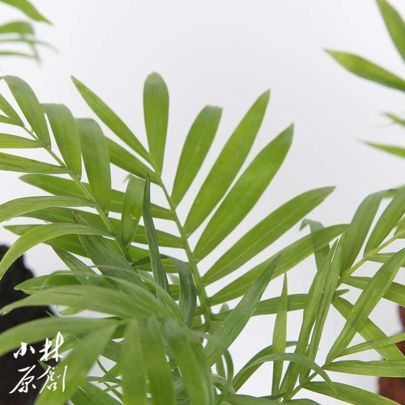 袖珍沼泽孔植物水陆造景缸椰子岩植穴养龟乌龟水边装饰火山石水培