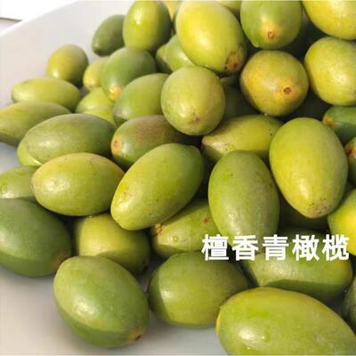 檀香青橄榄新鲜甘香脆福州橄榄老品牌闽清橄榄之乡闽侯青果回甘