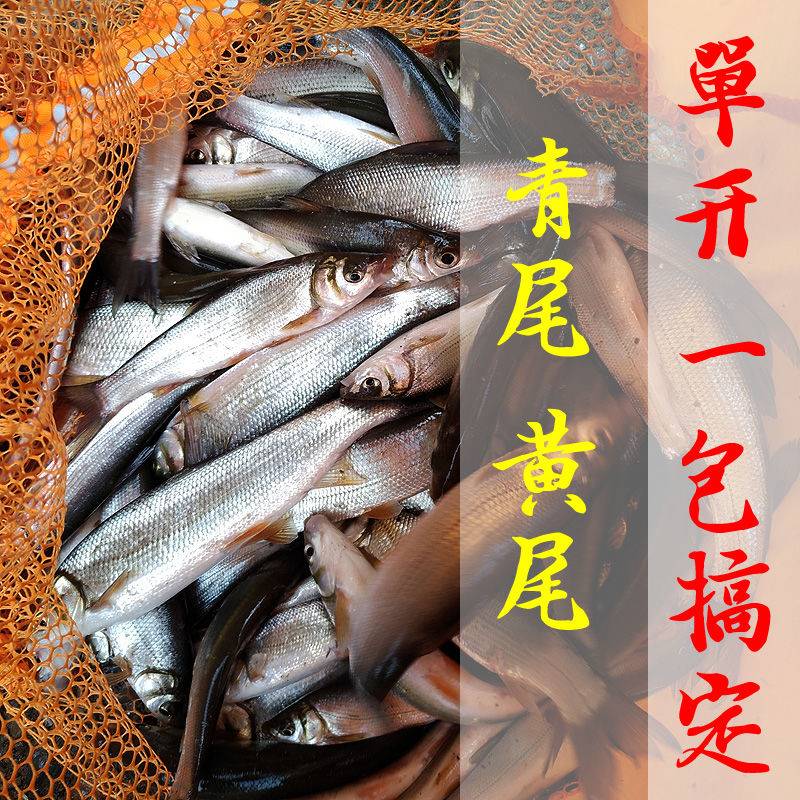青尾鲴饵料野钓单开黄尾饵料配方重唇鱼钓花骨鱼鲫鱼手食拉饵