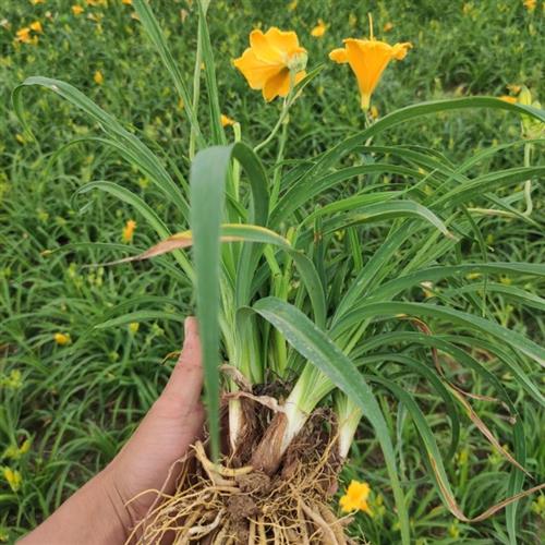 黄花菜种苗大花萱草公园庭院绿化耐寒盆栽金娃娃萱草鸢尾花好养活