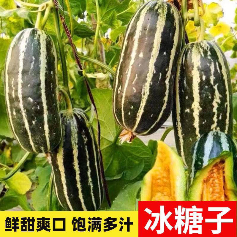 冰糖子甜瓜种子四季春季