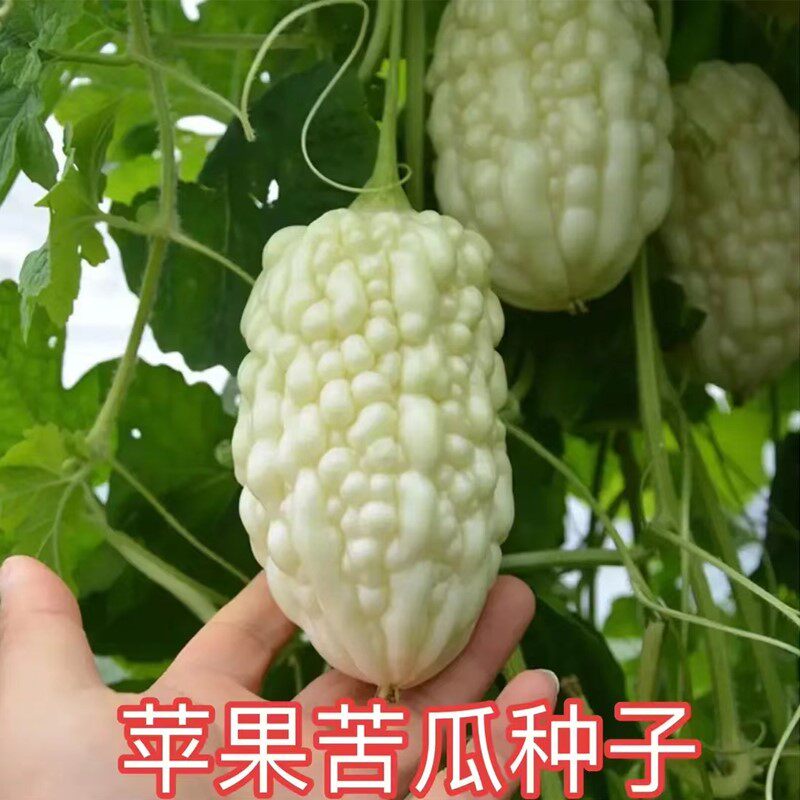 苹果苦瓜种子四季可生吃高产