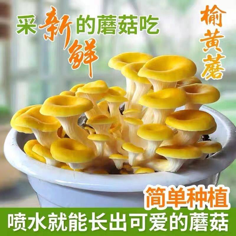 四季可种，喷水就活，反复出菌