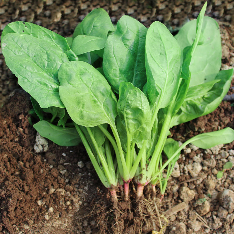 耐寒菠菜种籽农家菠菜籽种秋季冬季四季耐寒盆栽青菜种孑菠菜种子-封面