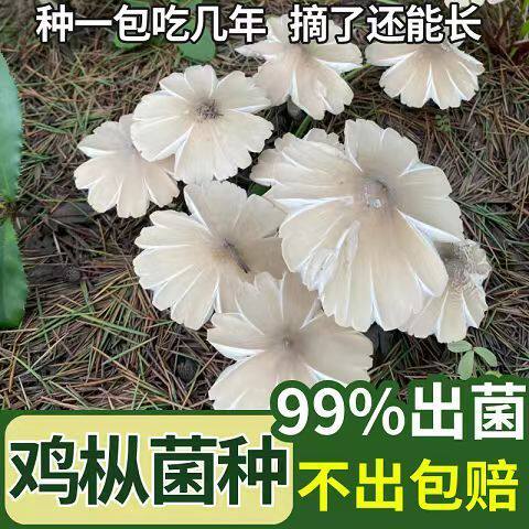 鸡枞菌高产菌伞把菇三塔菌鸡肉菌菇四季可种菌种家种正宗鸡枞菌