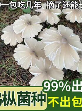 鸡枞菌高产菌伞把菇三塔菌鸡肉菌菇四季可种菌种家种正宗鸡枞菌