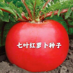 七叶红萝卜种子夏秋播东北大红萝卜种籽红皮白心萝卜种孑