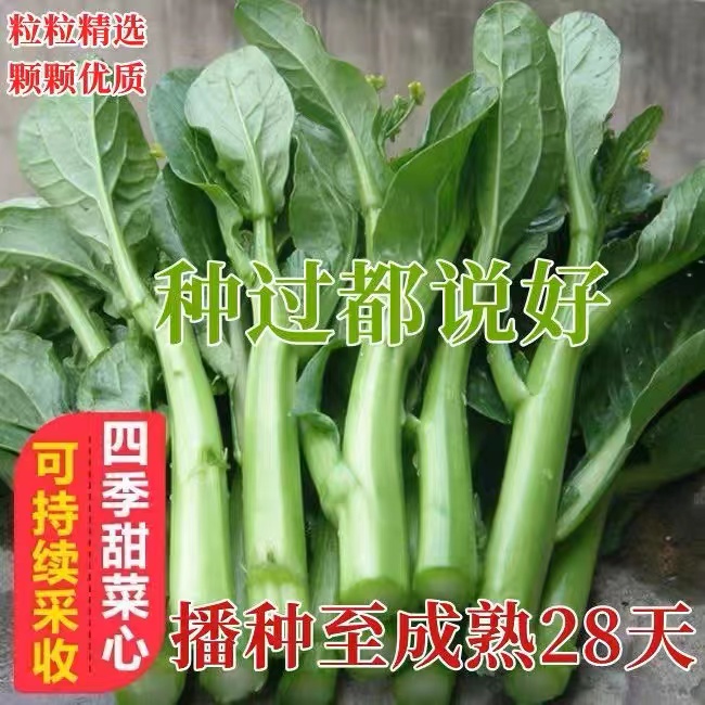 25天广东四九菜心种子种籽菜苔青油甜菜心增城连州秋季蔬菜孑菜籽