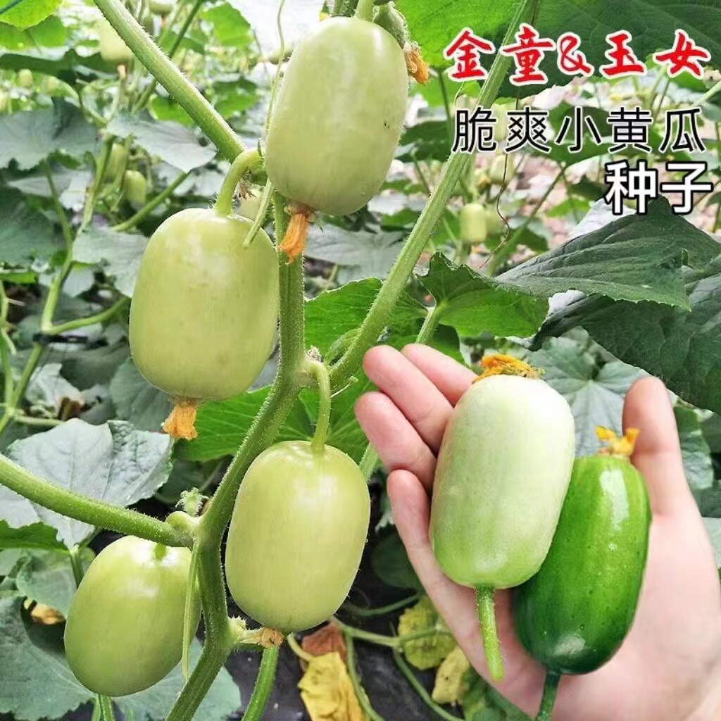 QQ黄瓜种子超小型水果珍珠拇指迷你乳瓜金童玉女种籽精品高产四季