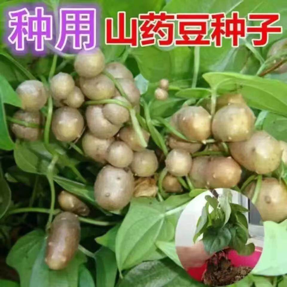 正宗铁棍山药种子农家自产蔬菜种子爬藤淮怀山药苗豆种植淮山种籽