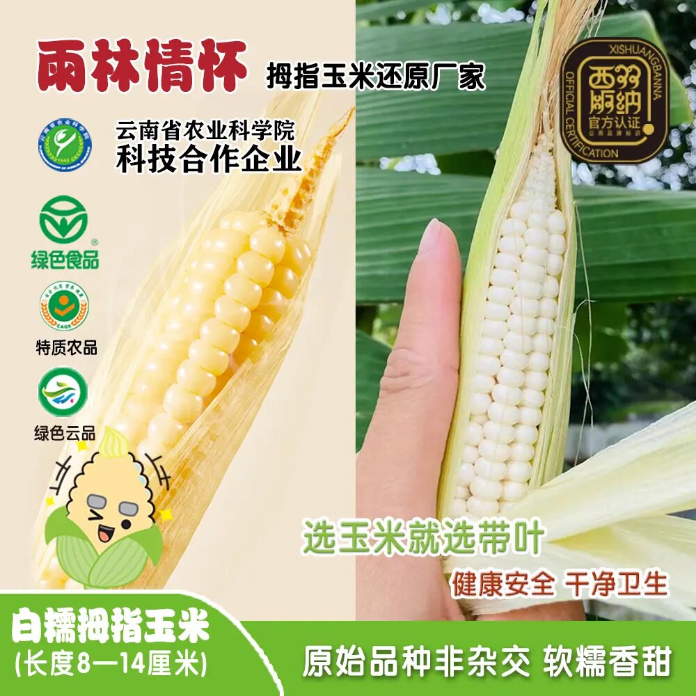 雨林情怀绿色食品白糯拇指玉米低脂云南拇指玉米非转基因手指玉米