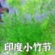 印度小竹节竹节草真水草水族箱鱼缸造景观赏新手懒人坨草水草阴性