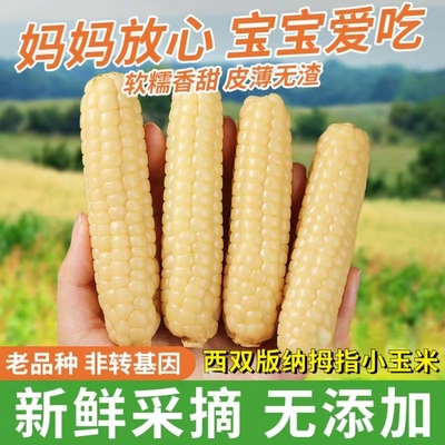 西双版纳香糯小拇指玉米非转基因新鲜白糯玉米棒孕妇蔬菜健康食品