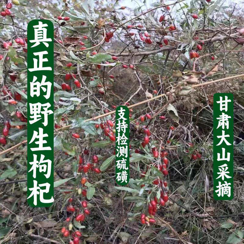 甘肃新货天然纯野生枸杞500克包邮无硫精选头茬大颗粒