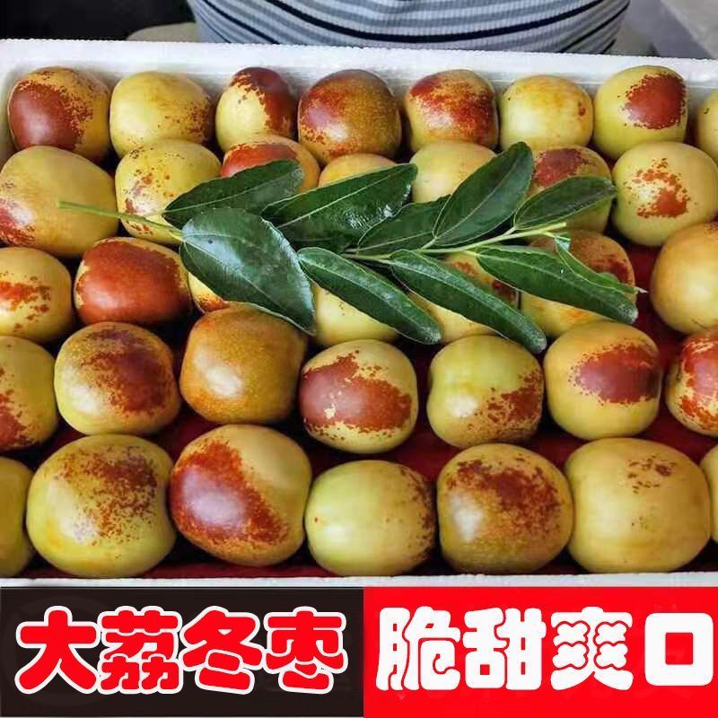 正宗陕西大荔冬枣5斤枣子新鲜当季水果包邮现摘现发大青脆甜