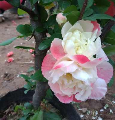 一物一拍实物彩玉海棠盆景品种花卉造型树桩室内老桩耐寒盆栽