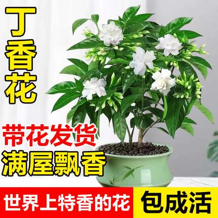 丁香花树苗水晶茉莉花卉盆栽室内花易活四季绿植阳台室内浓香