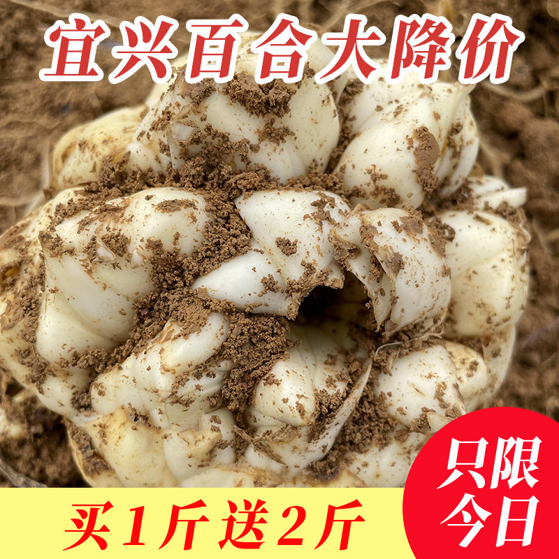 2026宜禾珍正宗宜兴鲜百合新鲜的可食用无锡白合买1斤送2斤图片