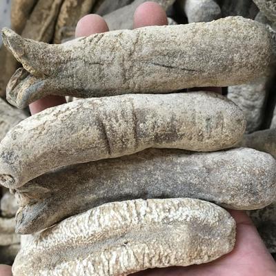 大赤参白赤条参野生进口淡干海参精选海参干货供应酒店水发500g