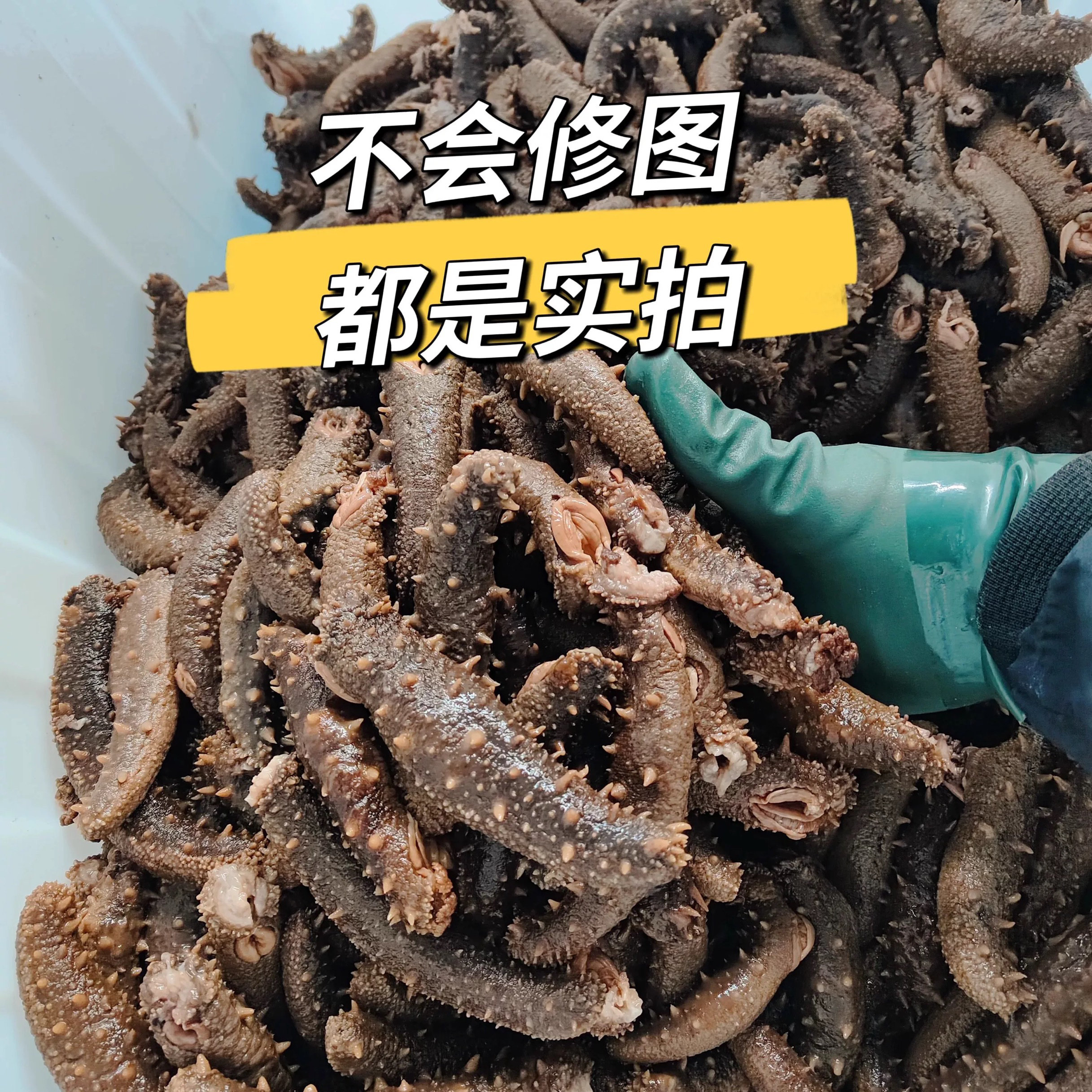 阿拉斯加红参拉缸盐刺参野生进口海参淡干盐渍餐饮酒店食材专供