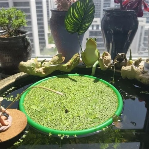 古法鱼池鱼食投喂器喂鱼投食圈钓鱼挡浮萍浮水圈悬浮圈水面漂浮圈