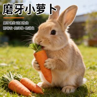 可爱兔子零食胡萝卜磨牙兔子金丝熊荷兰猪花枝鼠仓鼠磨牙增肥全套