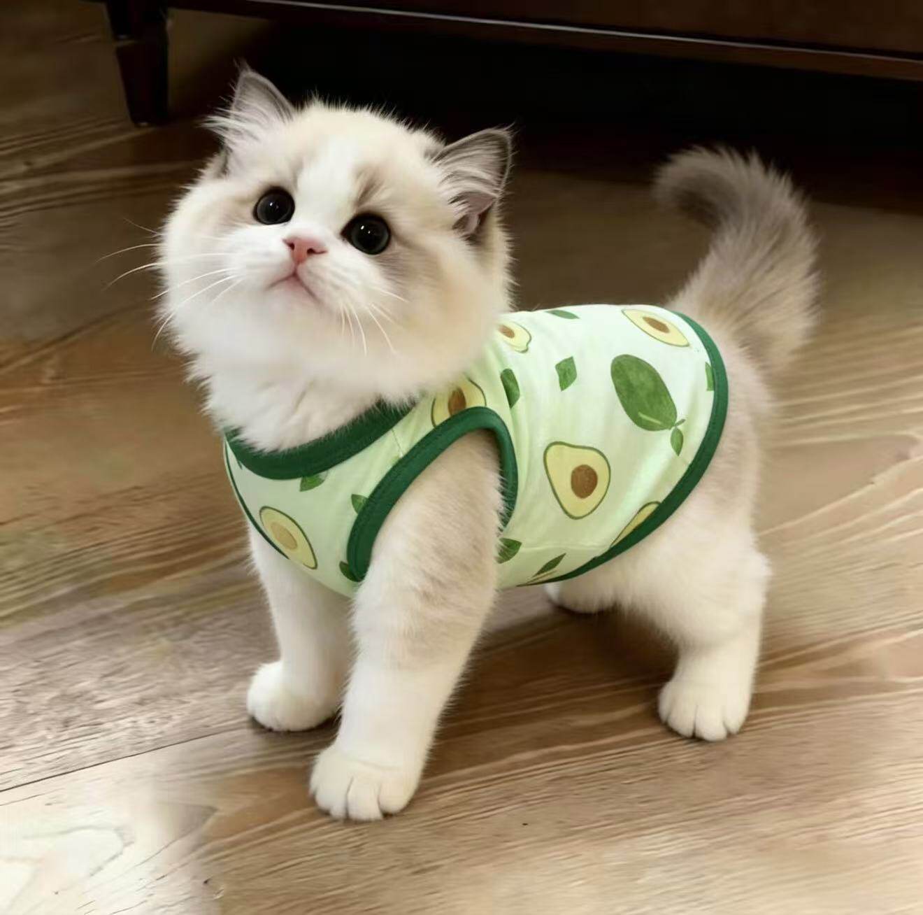 猫咪衣服夏天薄款透气防掉毛凉凉衣布偶小猫防晒衫狗狗空调服背心