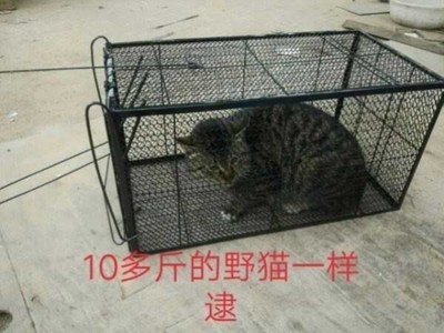 工具宠物全自动诱猫实用野猫家庭救助号笼结实寻猫大野外人道主义