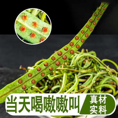 优选嗷嗷叫小叶肾精草500克 长白山精选野生黄金草嗷嗷叫化石好货
