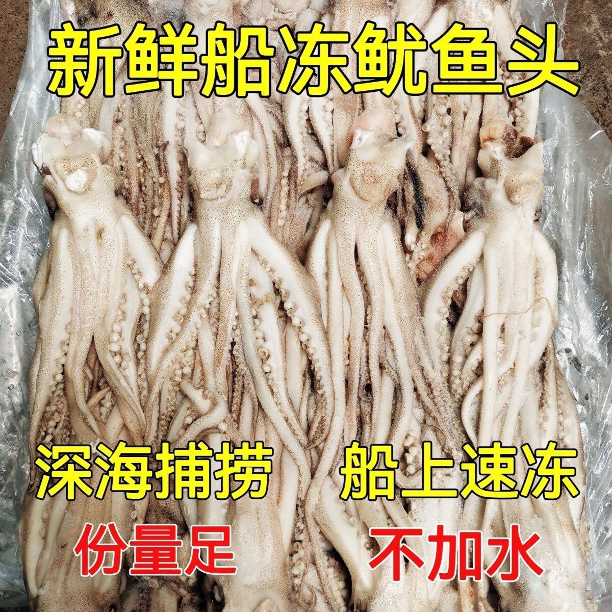 鱿鱼头新鲜鱿鱼须国产海捕阿根廷鱿鱼头原料海鲜烧烤铁板穿串鱿鱼