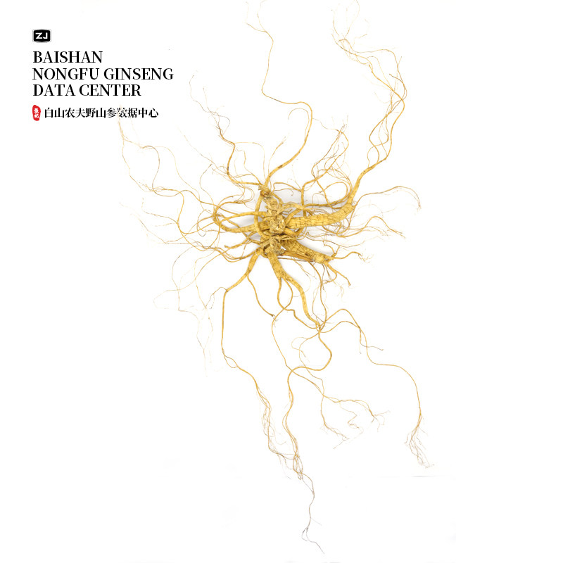 【回购系列】"价值连城"参王 特级纯货野山参 收藏送人高档礼品