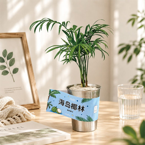 草木计划xponge无土海岛椰林竹柏桌面绿植室内好养净化空气盆栽
