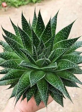 波露芦荟多肉植物大棵雪花芦荟绿植不夜城法师盆栽办公室桌面阳台