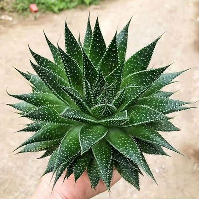 波露多肉植物净化空气芦荟