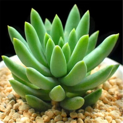 玉珠莲千佛手多肉植物盆栽花卉花卉新手肉肉绿植群生法师包邮