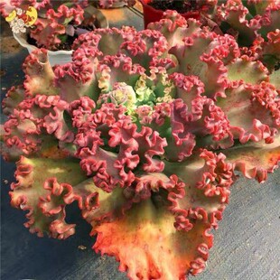 多肉高砂之翁包菜型多肉植物晚霞之舞 蓝狐 舞会红裙 包菜型多肉