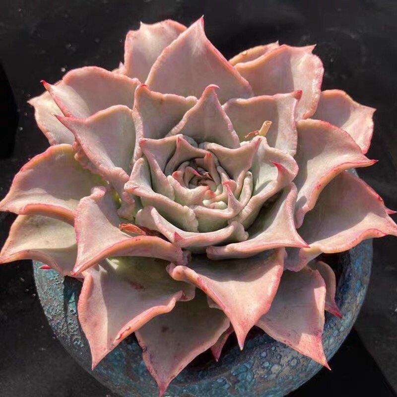 饺子皮群生多肉植物盆栽花不怕晒的绿植办公室好养活室内花卉创意