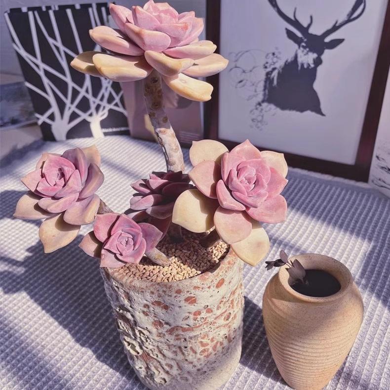 紫乐多肉肉植物组合老桩群生多头大颗好养精品盆栽网红室内花大株